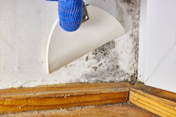 Best Commercial Mold Inspection  in Parker, CO