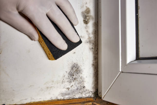 Best Environmental Consulting for Mold Prevention  in Parker, CO